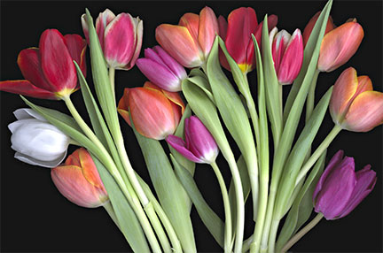 Array Of Tulips
