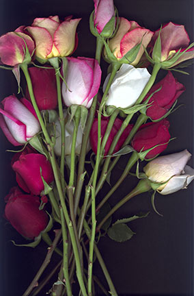 Bunch of Roses
