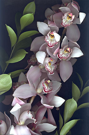 Pinnk Cymbidium