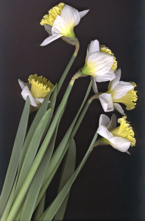Daffodils