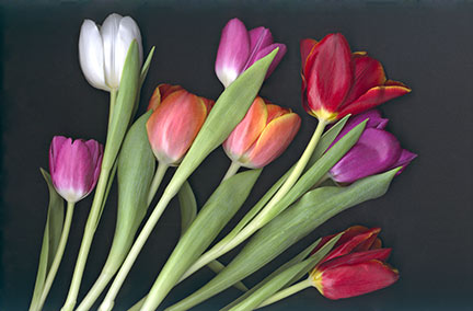 Eight Tulips