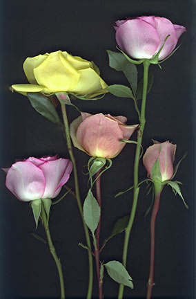 Five Roses