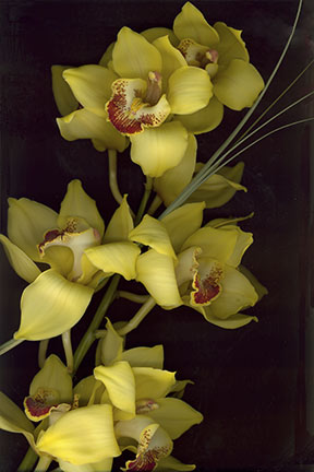 Yellow Cymbidium