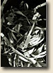 Vertical Torn Paper2